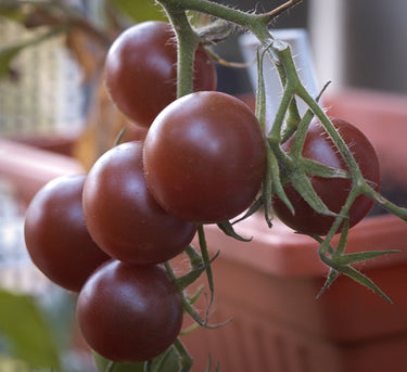 Black Cherry Tomato, organic